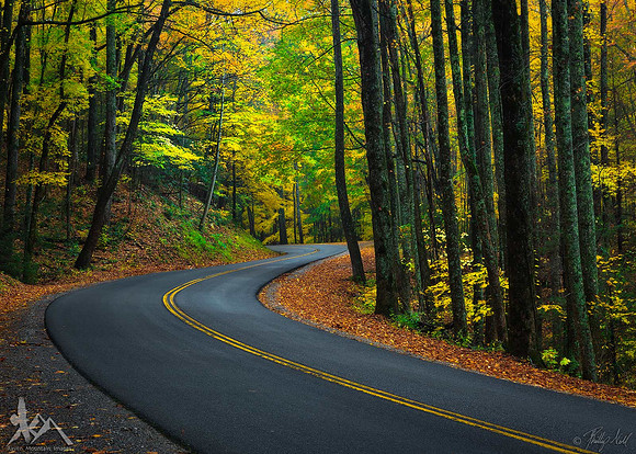 Through The Woods