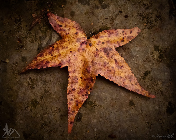 Sweet Gum