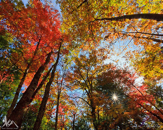 Hardwood Color