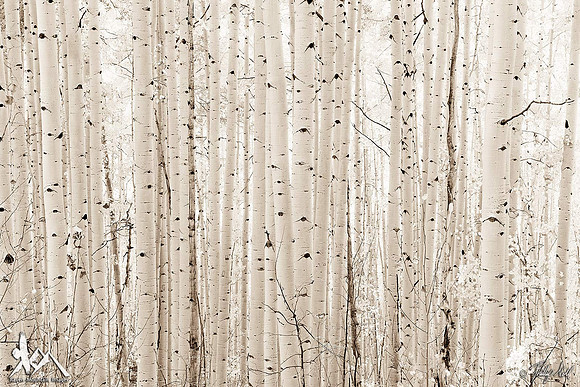 Aspen White