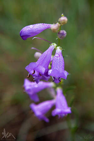 Morning Dew