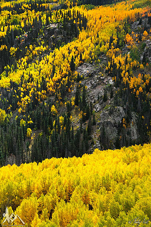 Aspen Glory