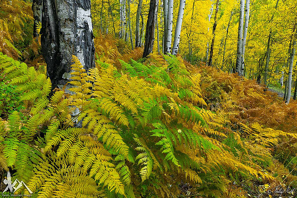 Aspens and Ferns