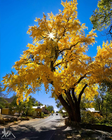 Jemez Cottonwood