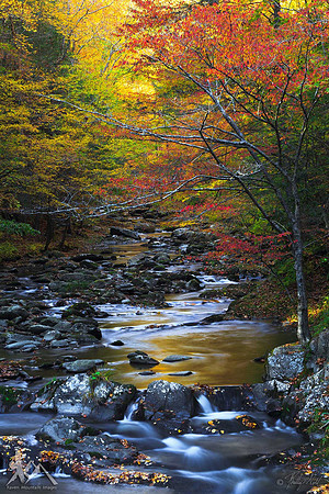 Laurel Creek