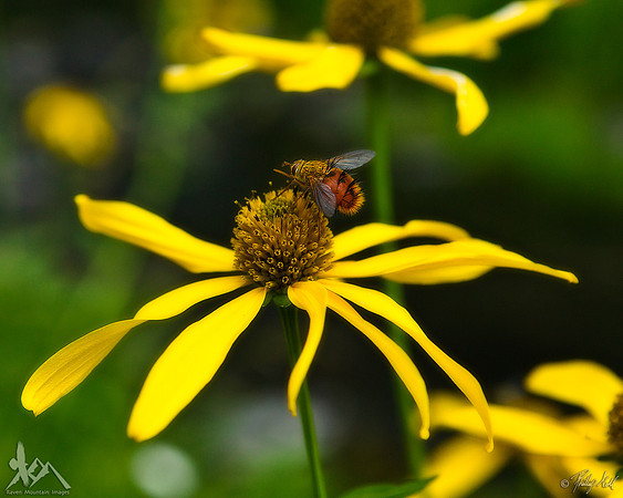 Busy As A Bee