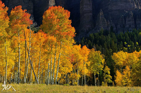 Silver Jack Aspens