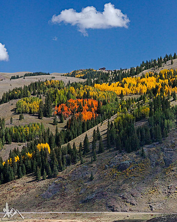 A Patch Of Orange
