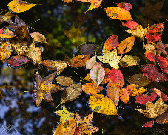 Gathering Leaves