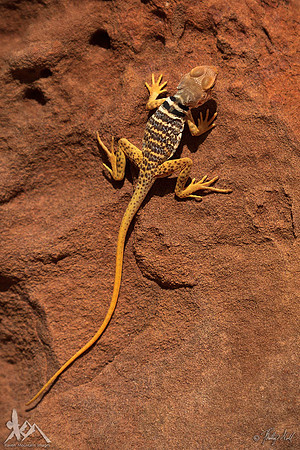 Collard Lizard