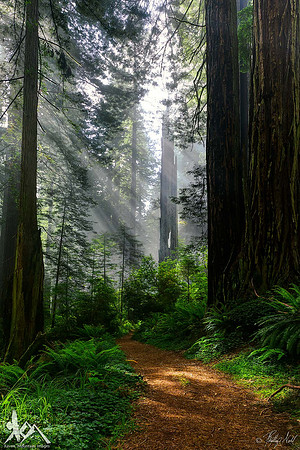 Sylvan Light