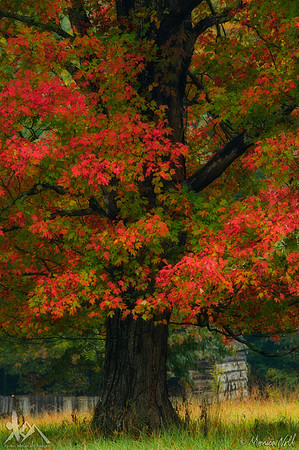Grand Old Maple