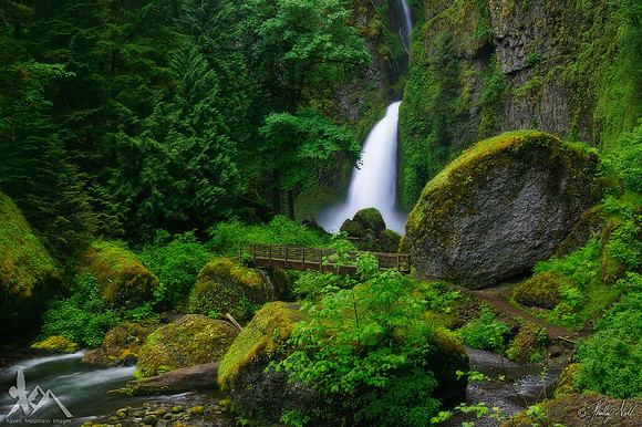 Verdant Paradise