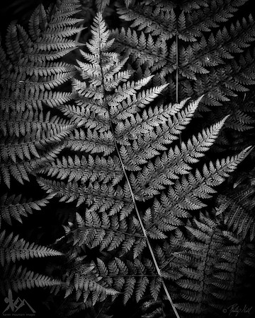 Silver Fern