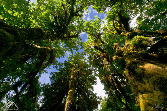 Blue Sky Rainforest