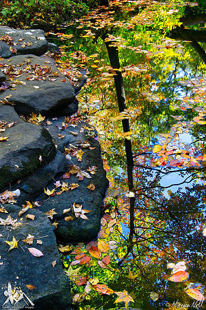 Fall Reflections