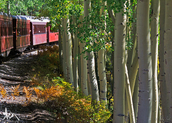 Through The Aspen