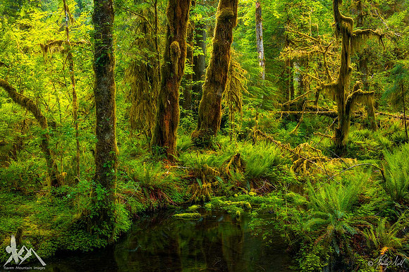 The Emerald Forest