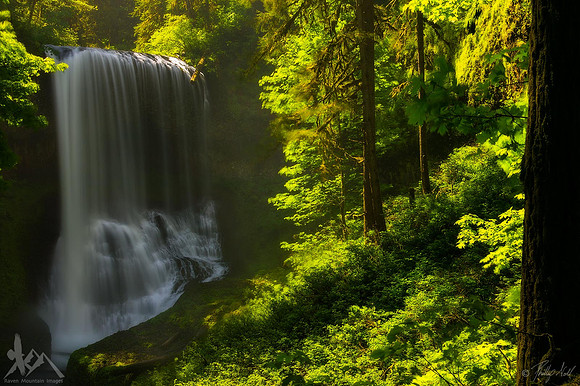 Luminous Forest
