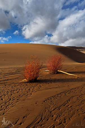 Two Bushes