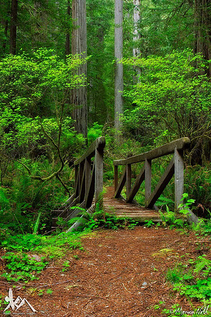 Redwood Bridge