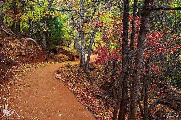 Autumn Trail