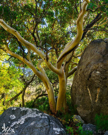 Madrone