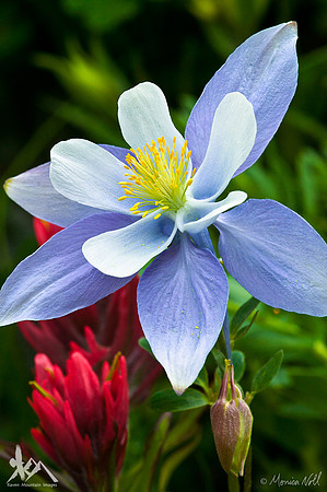 Columbine